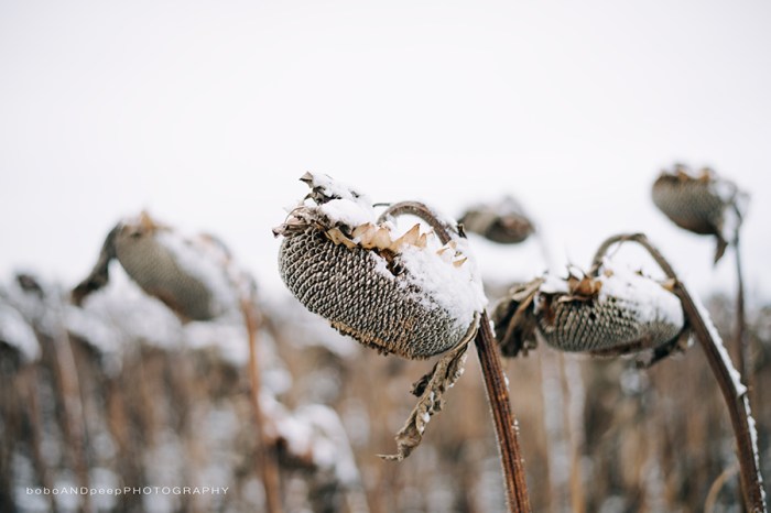 LifeinLoud_Sonja_Week13